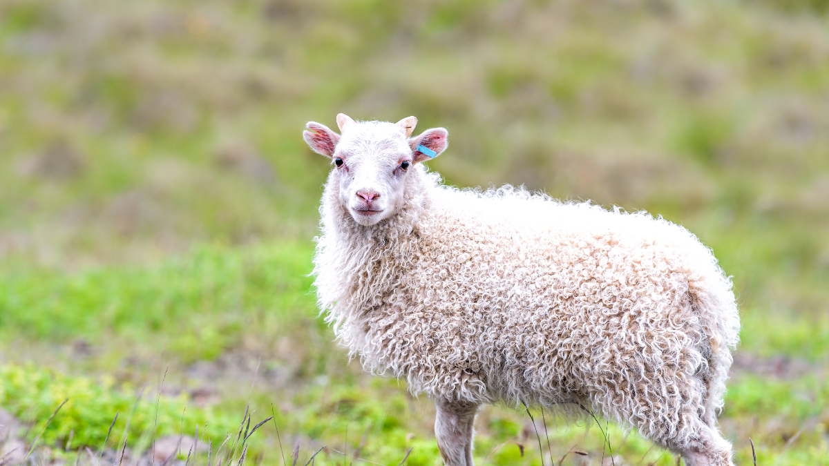 زكاة المواشي والأنعام شروطها وأحكامها